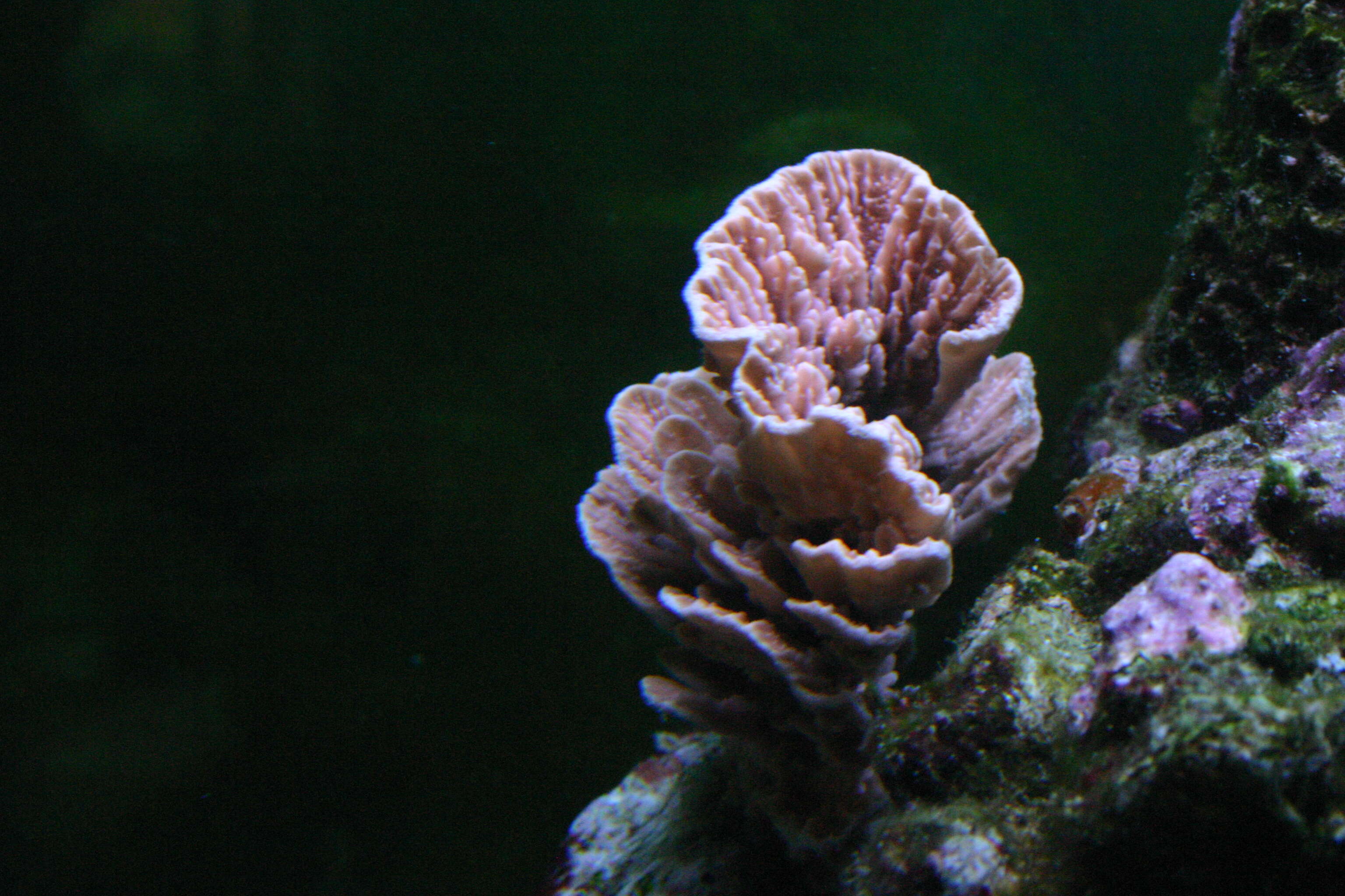 Image of Montipora coral