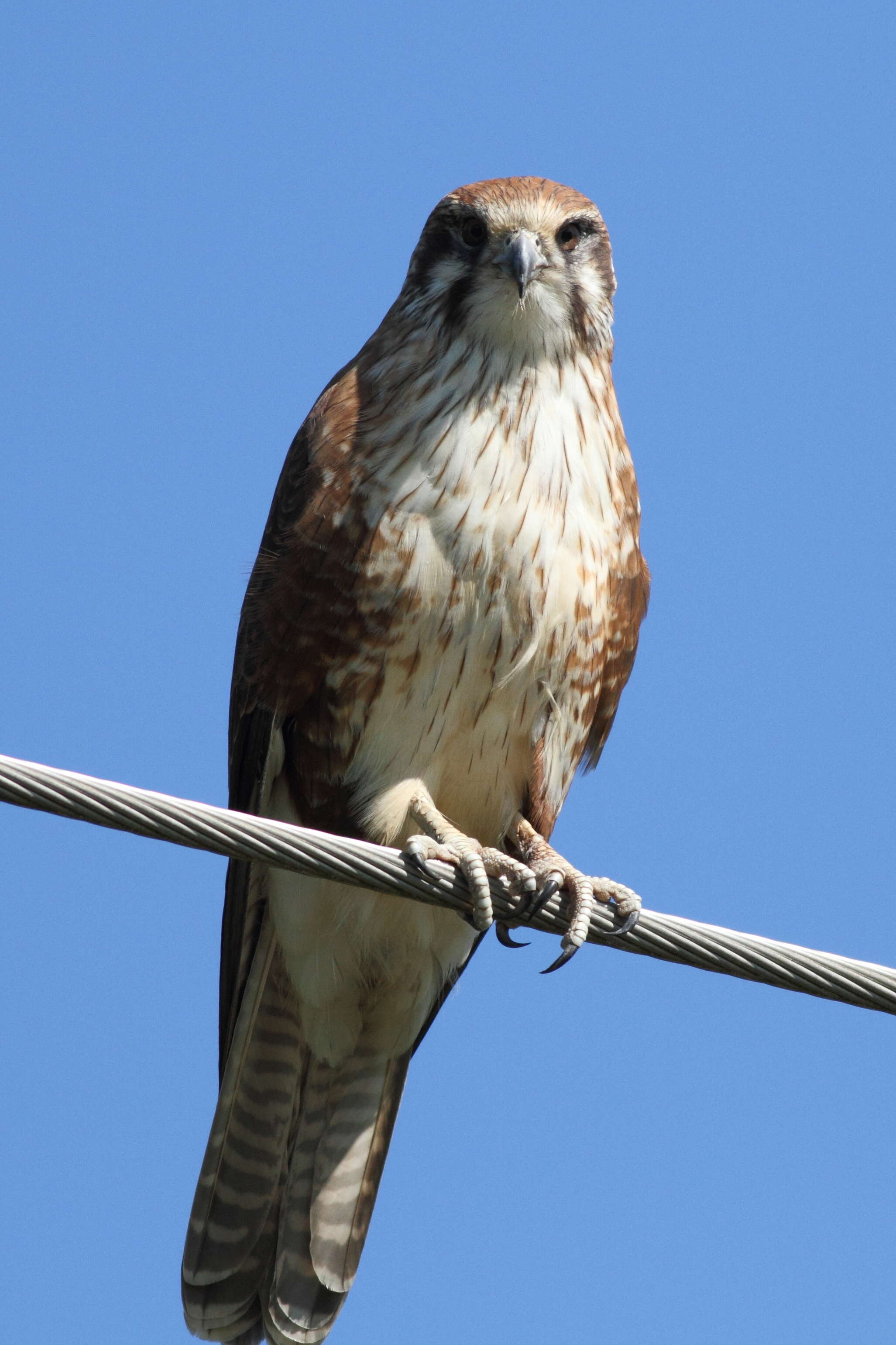 Image of Brown Falcon