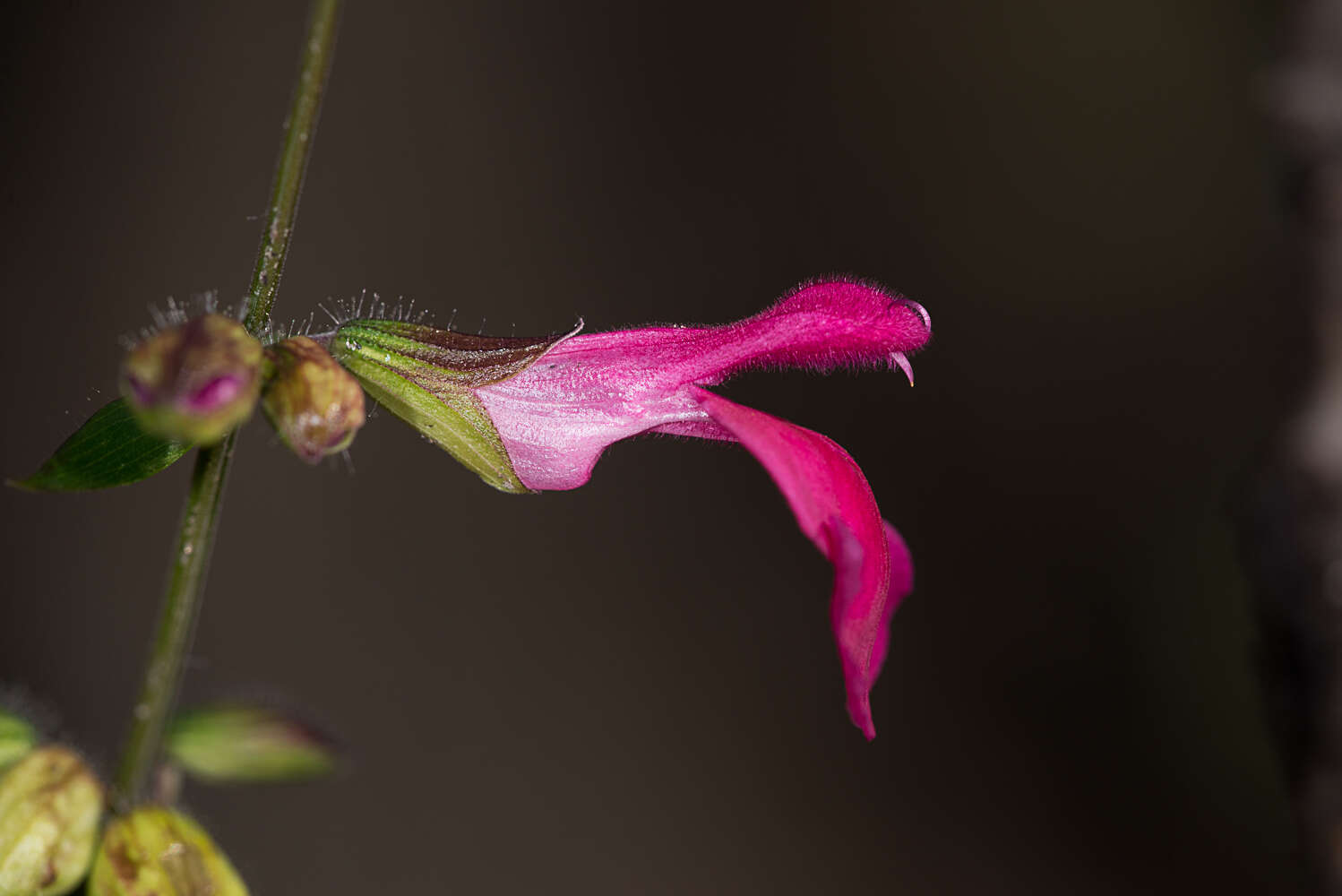 Imagem de Salvia angustiarum Epling