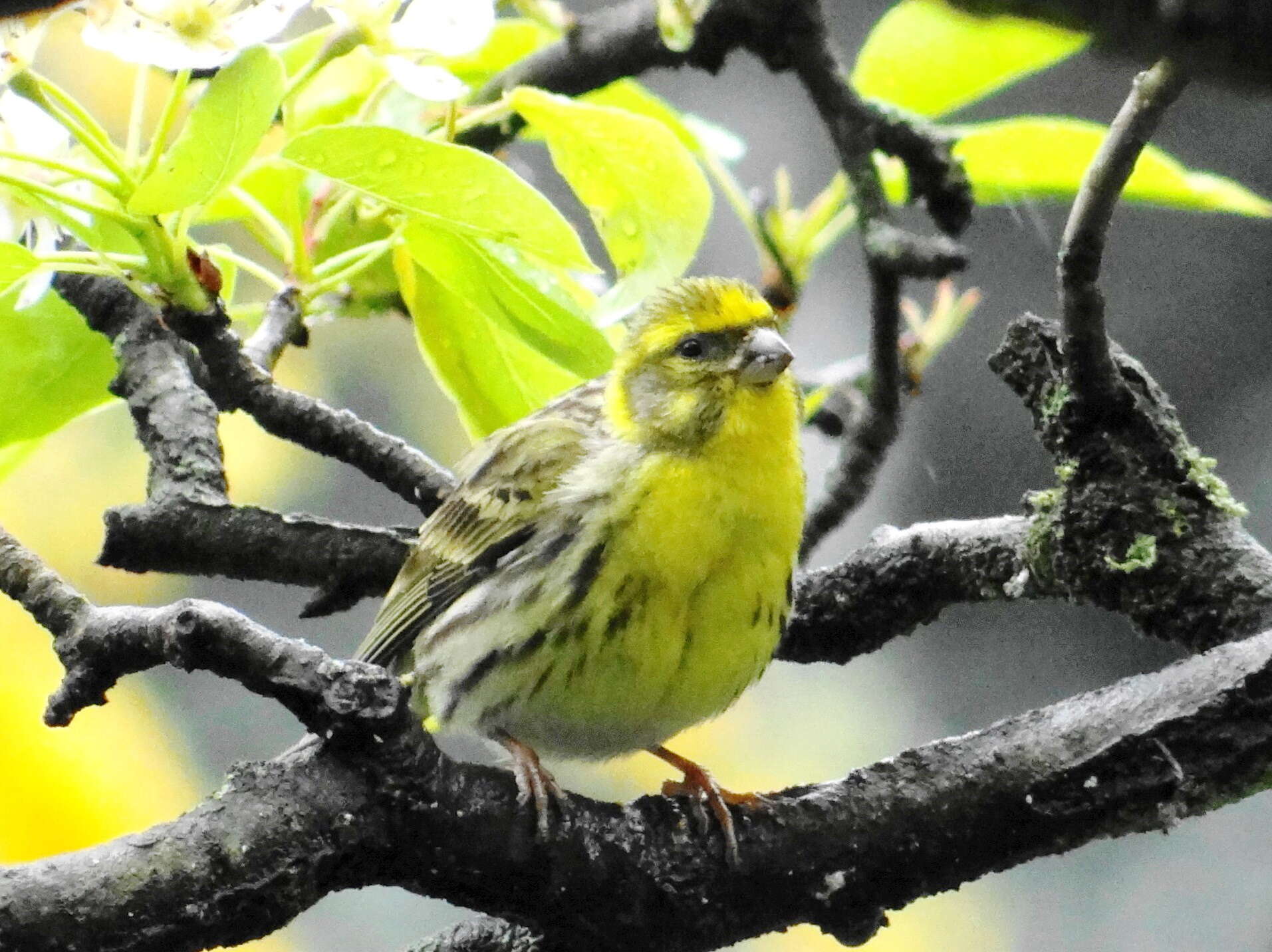 Image of serin, european serin