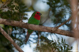 Image of Red-throated Parrot-Finch