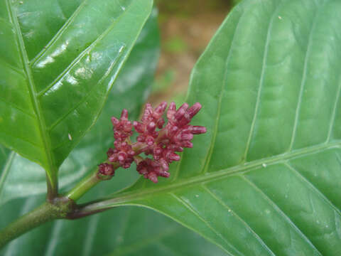 Image of Snakeroot