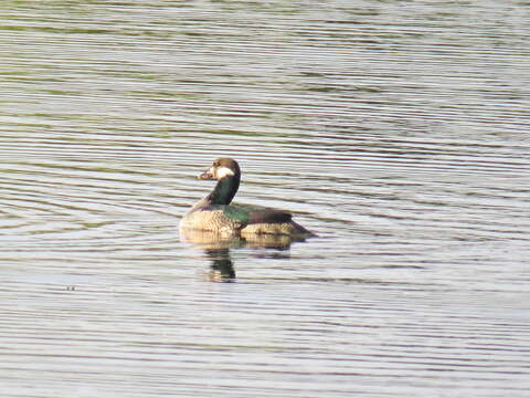 Image of Green Pygmy Goose