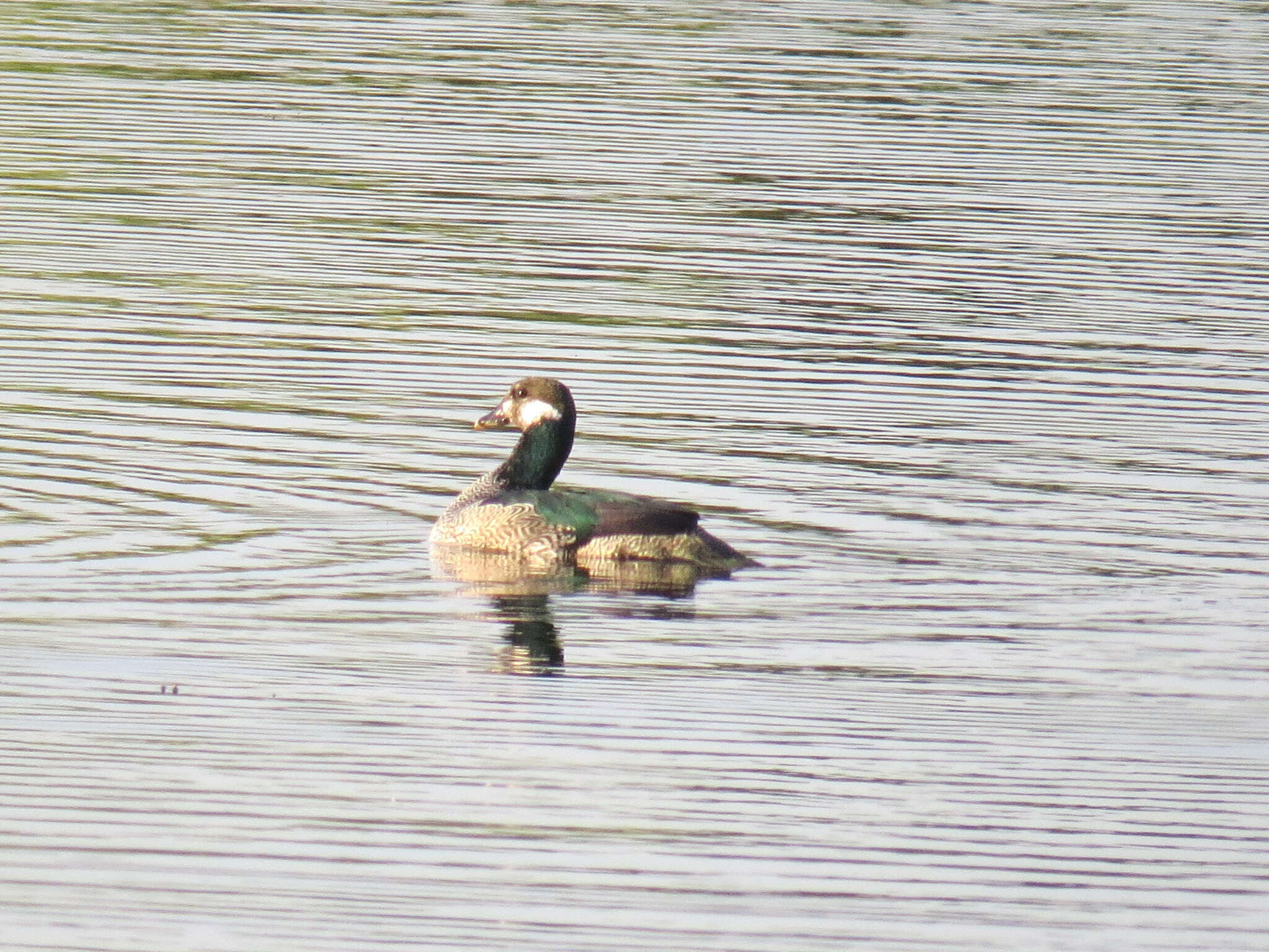 Image of Green Pygmy Goose