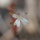 Sivun Stylidium uliginosum Sw. ex Willd. kuva