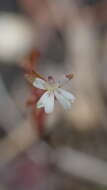 Image of Stylidium uliginosum Sw. ex Willd.