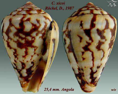 Image de Conus xicoi Röckel 1987