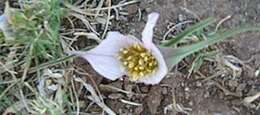 Image of Colchicum melanthioides subsp. melanthioides