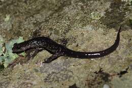 Image of White-spotted Salamander