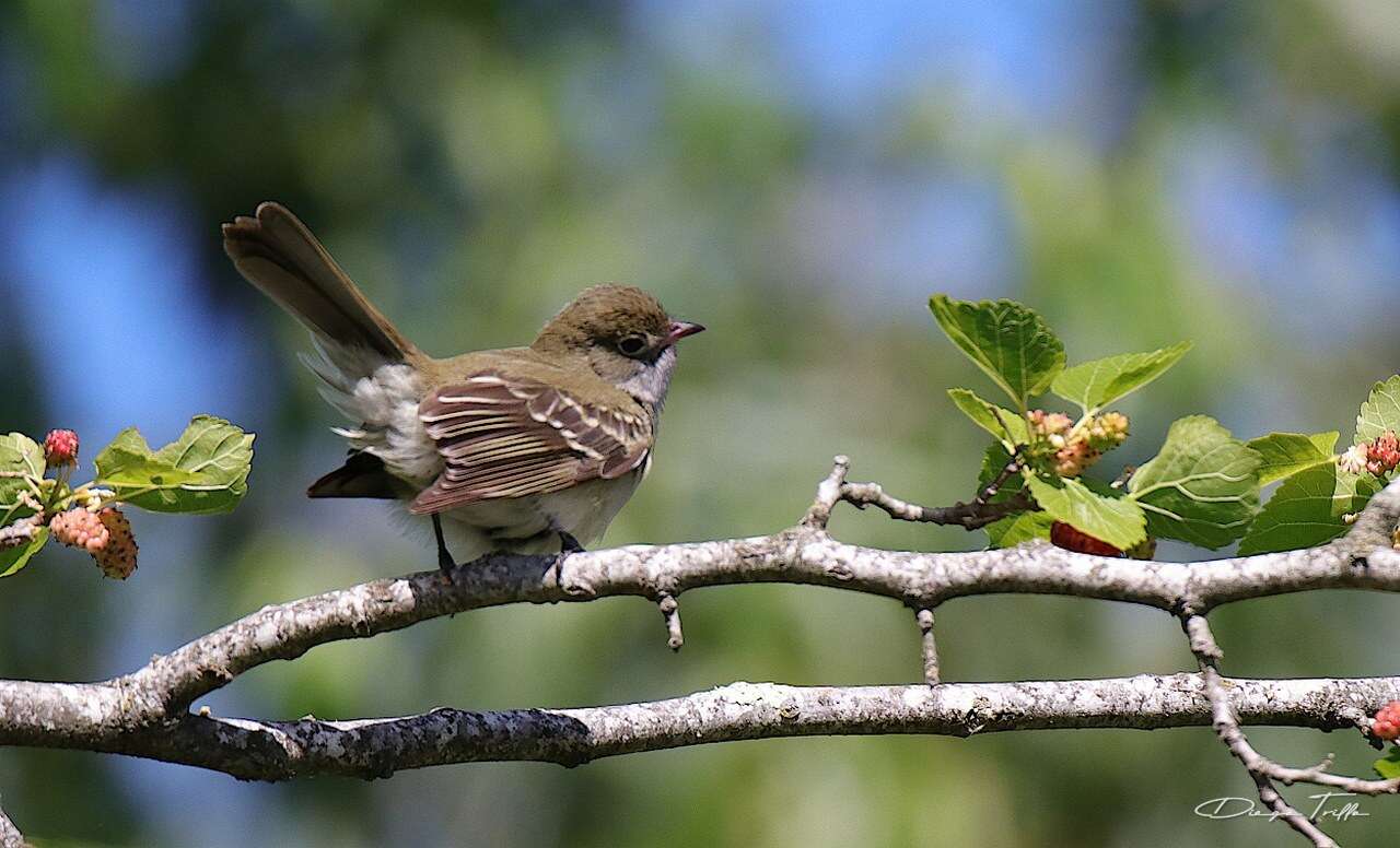 Imagem de Elaenia parvirostris Pelzeln 1868