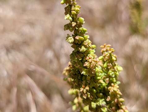 Rumex californicus Rech. fil. resmi