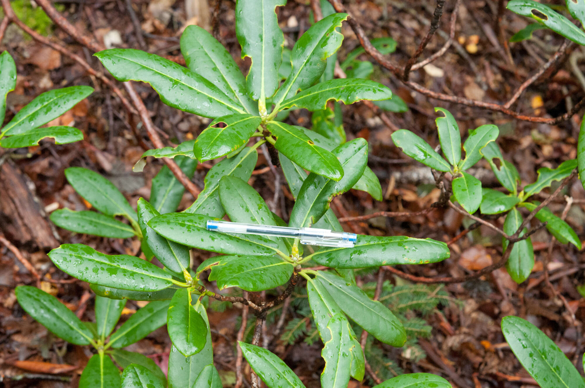 صورة Rhododendron brachycarpum D. Don ex G. Don