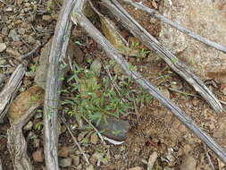 Image of smallflower dwarf-flax