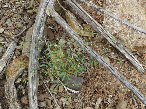 Image of smallflower dwarf-flax