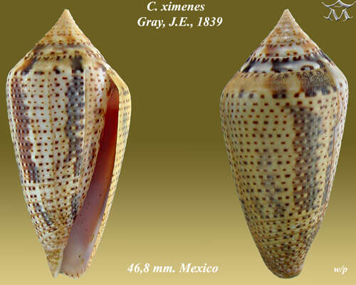 Image of Conasprella ximenes (Gray 1839)