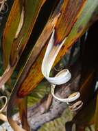 Image de Dracophyllum fiordense W. R. B. Oliv.