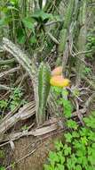 صورة Praecereus euchlorus subsp. diffusus (Britton & Rose) N. P. Taylor