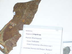 Image of Linguloidea Menke 1828