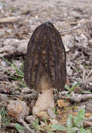 Image of Morchella elata Fr. 1822