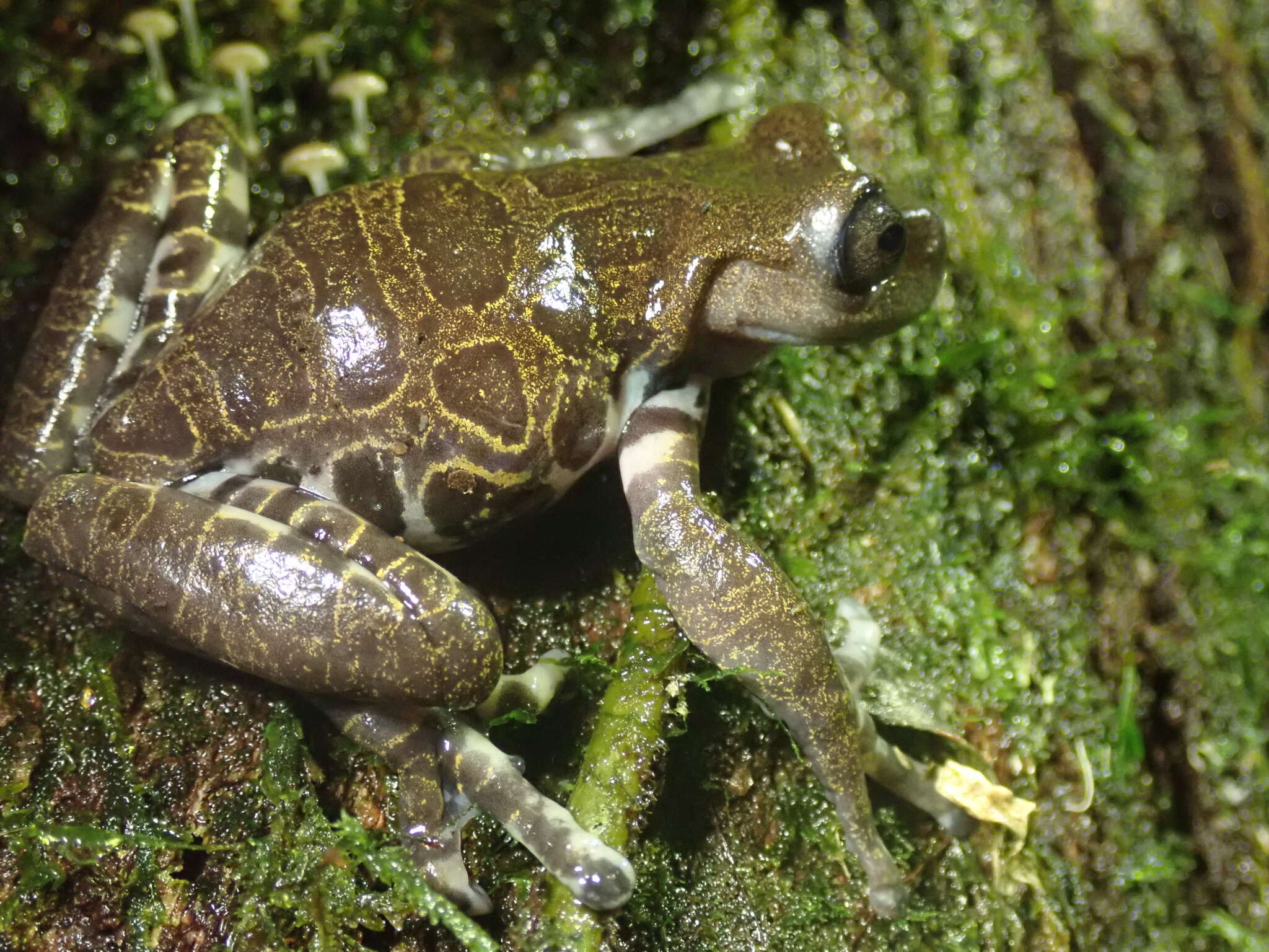 Image of Hyloscirtus criptico Coloma, Carvajal-Endara, Dueñas, Paredes-Recalde, Morales-Mite & Almeida-Reinoso et al. 2012