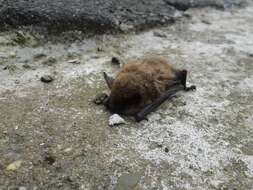 Image of whiskered bat, european whiskered bat