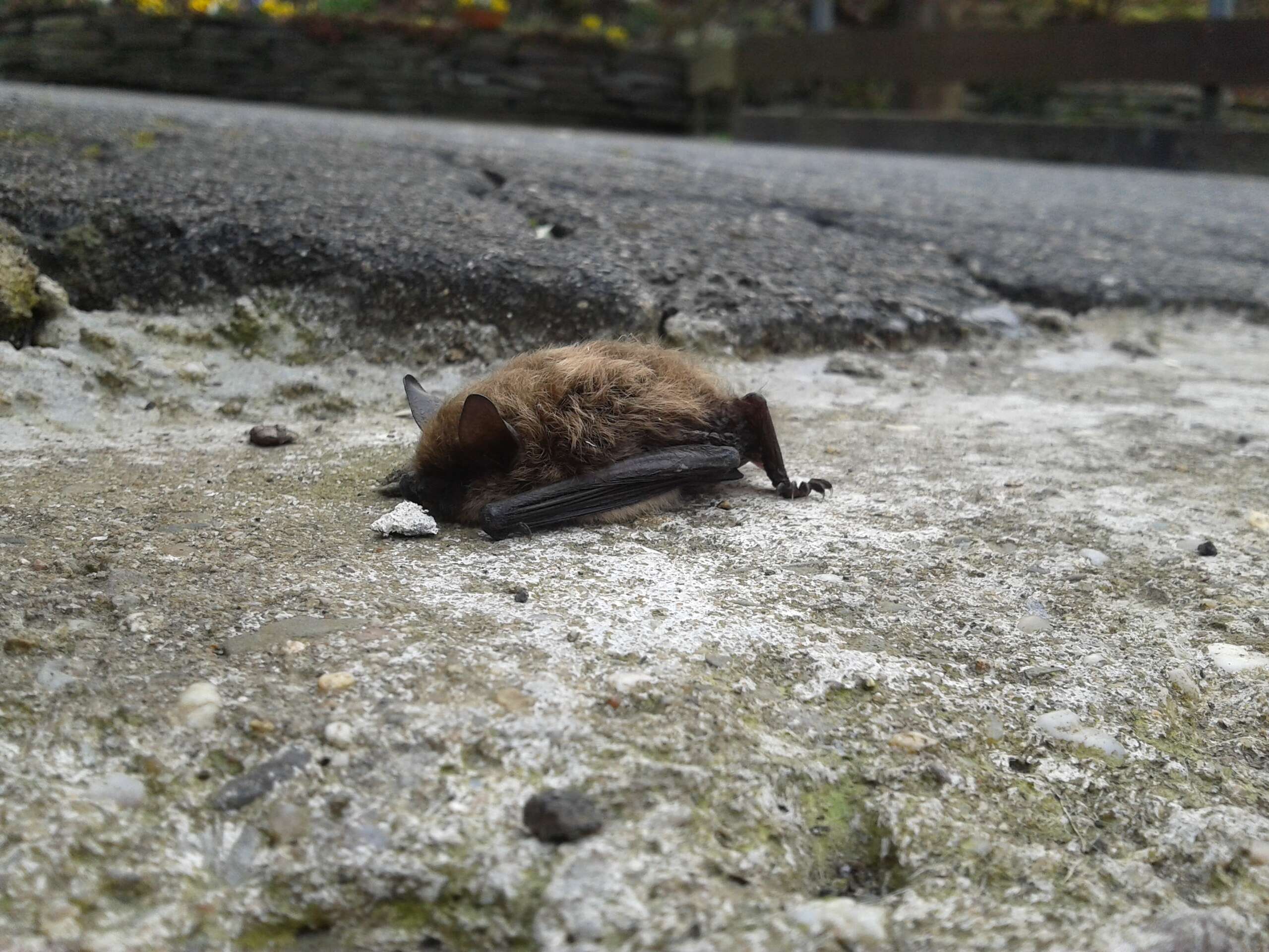 Image of whiskered bat, european whiskered bat