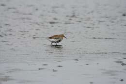 Sivun Calidris ptilocnemis ptilocnemis (Coues 1873) kuva