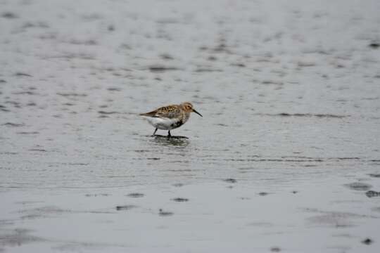 Sivun Calidris ptilocnemis ptilocnemis (Coues 1873) kuva