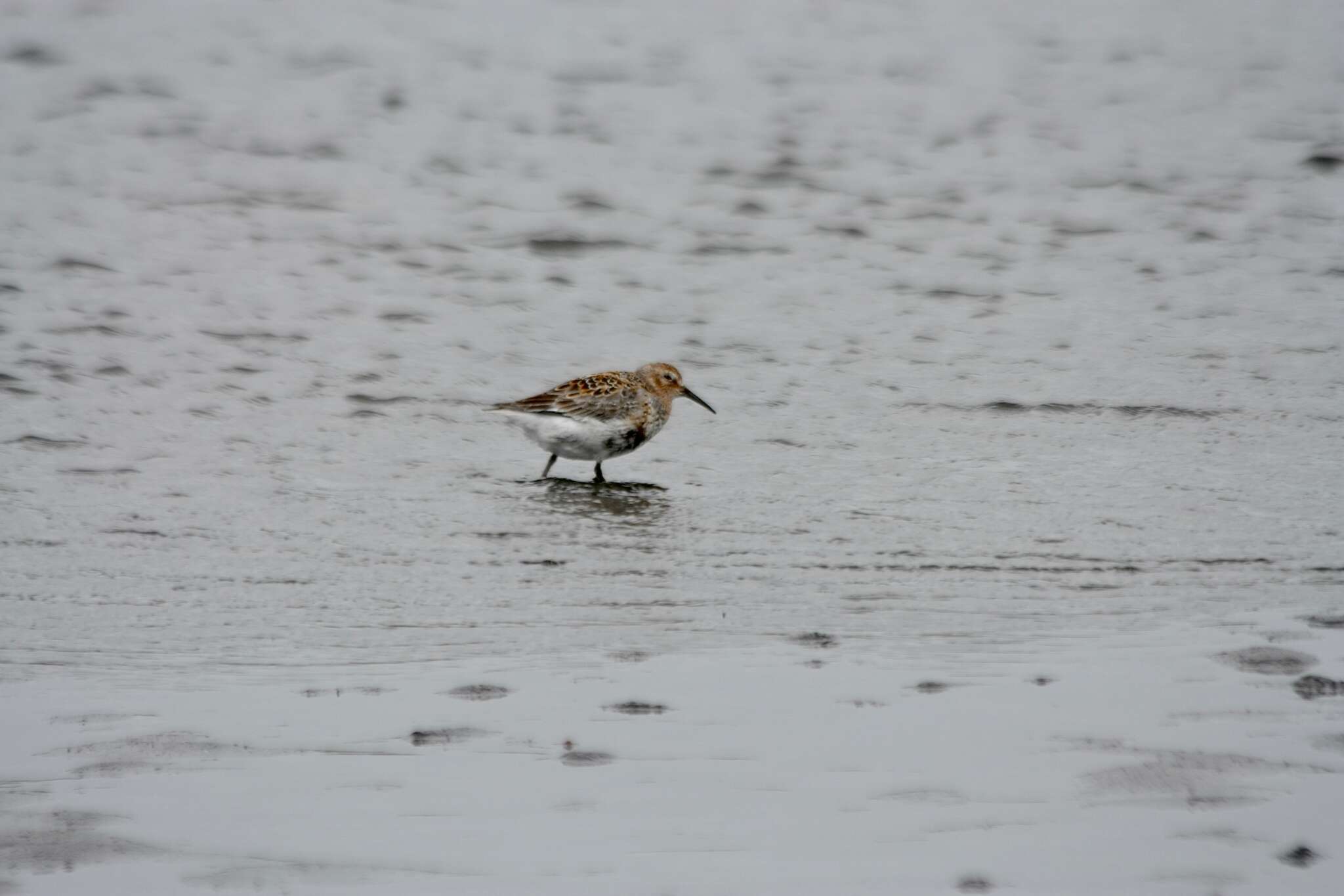 Image de Calidris ptilocnemis ptilocnemis (Coues 1873)