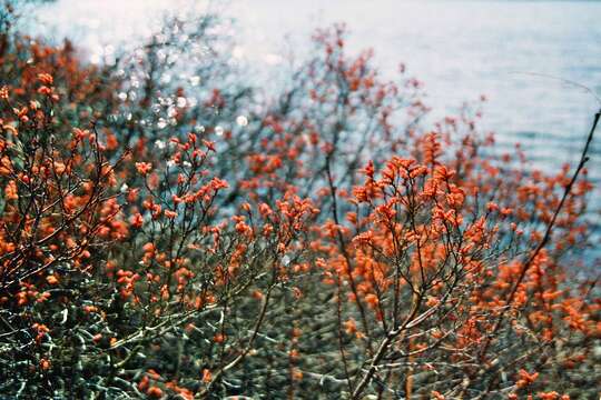 Image of Bog-myrtle