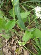 Image of Texas crownbeard