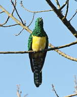 Image of African Emerald Cuckoo