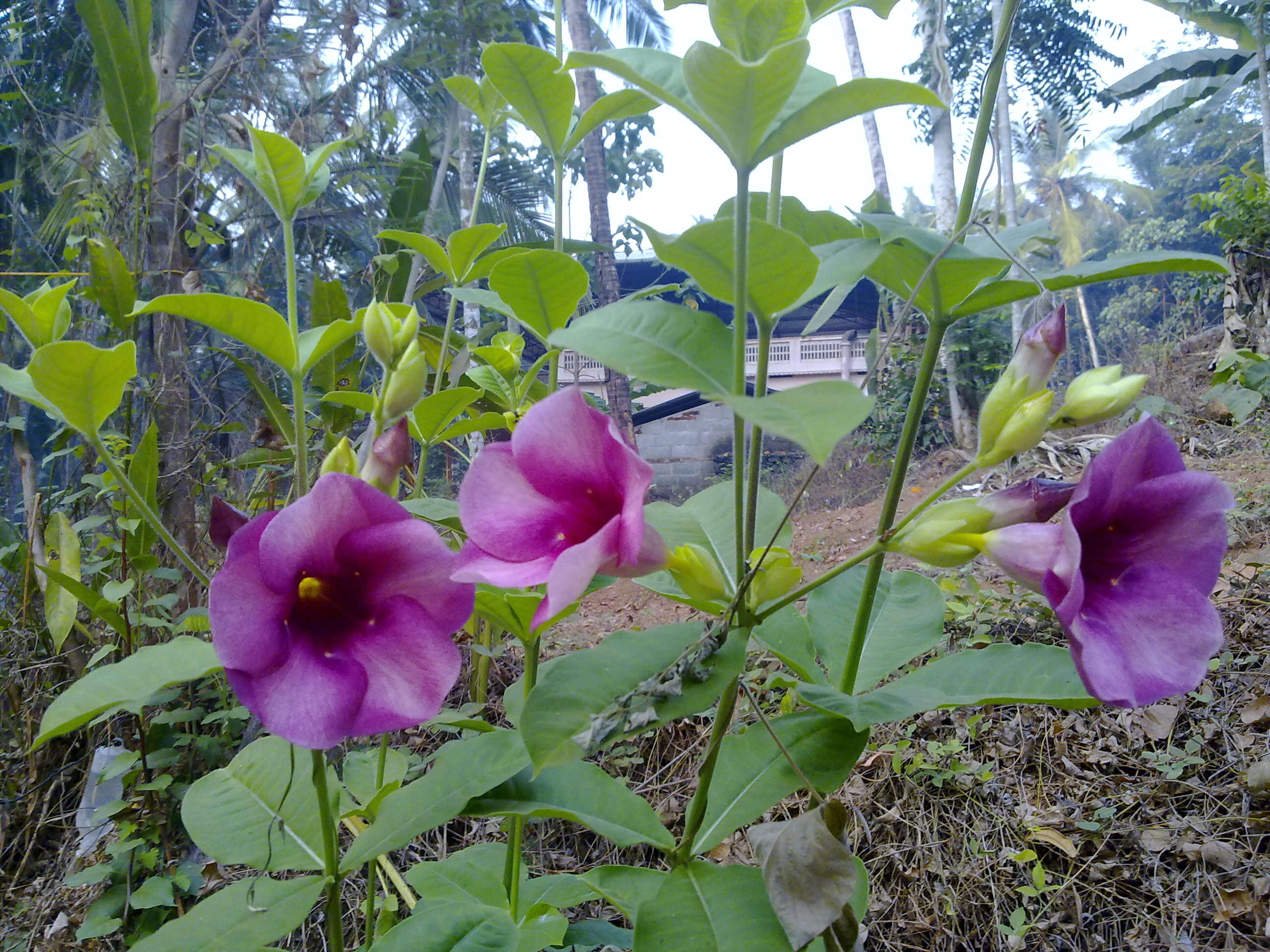 Image of purple allamanda