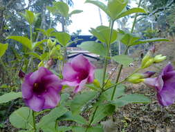 Image of purple allamanda