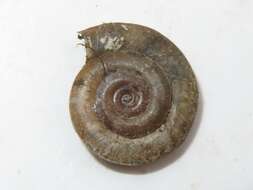 Image of Ram's Horn Snail