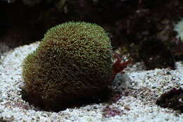 Image of Carribbean cleaner shrimp