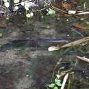 Image of Black snakehead