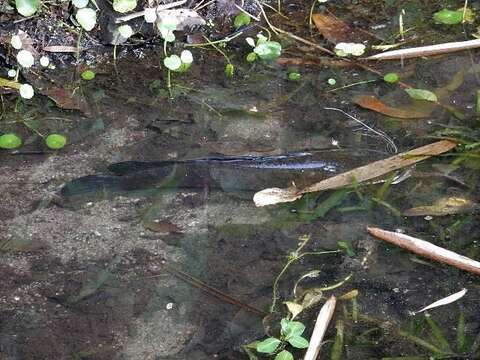 Image of Black snakehead