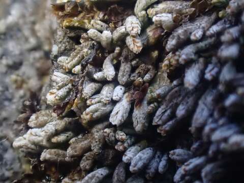 Plancia ëd Bryochiton microscopicus Döbbeler & Poelt 1978