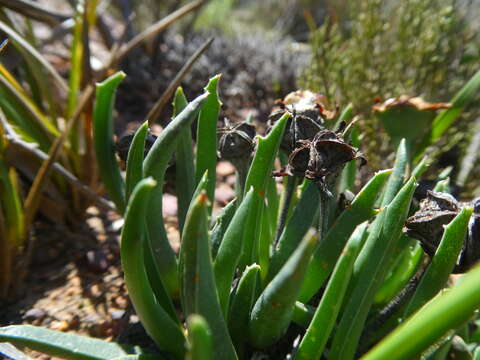 Image of Acrodon subulatus (Miller) N. E. Br.