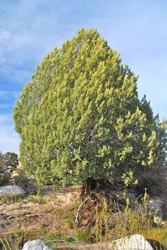 Image of Cuyamaca cypress