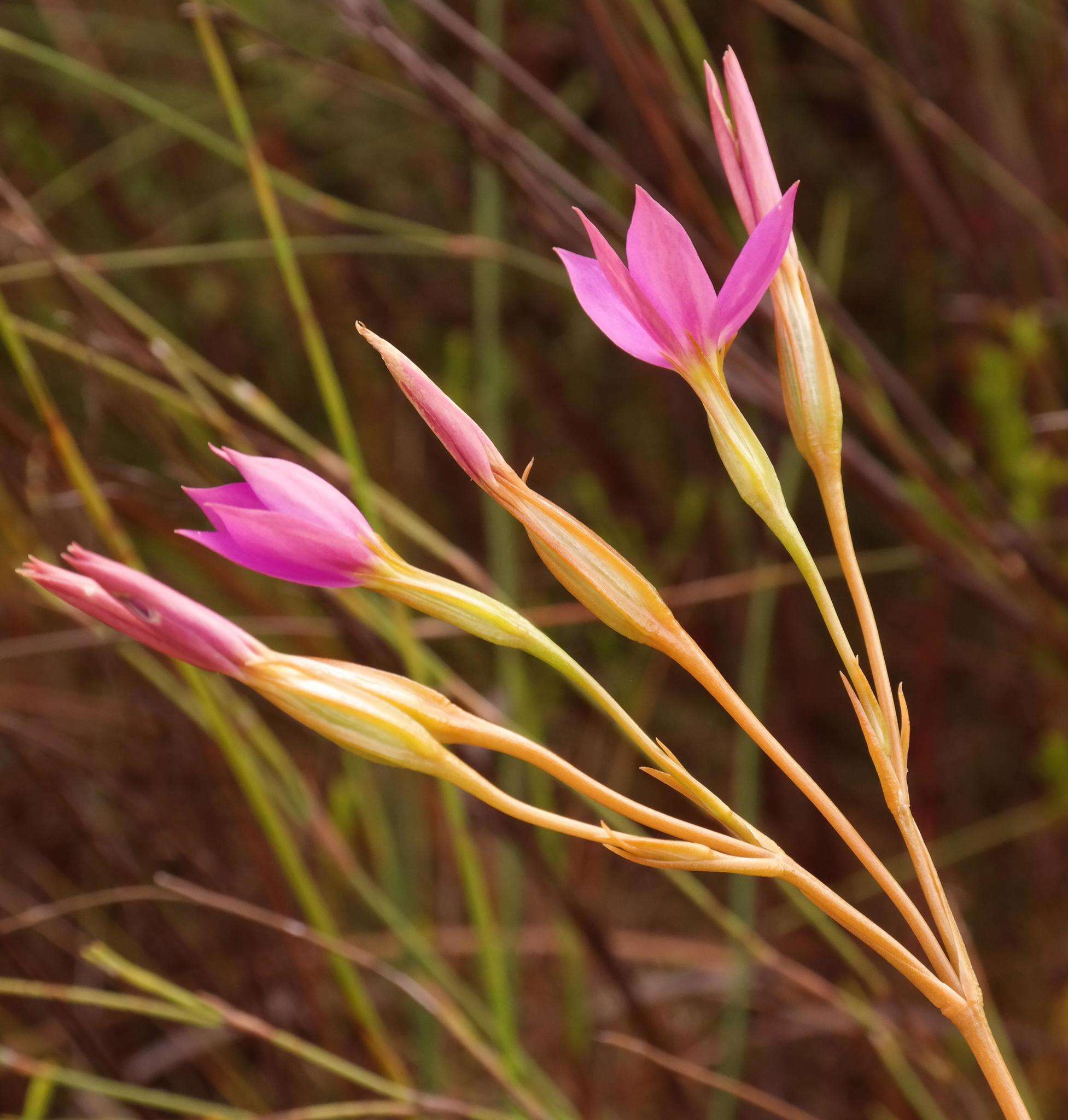 Image of Chironia jasminoides L.