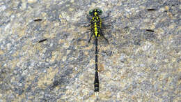 Image of Hemigomphus gouldii (Selys 1854)