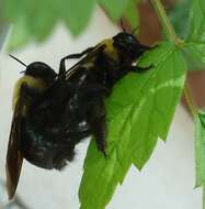 Image of Eastern Carpenter Bee