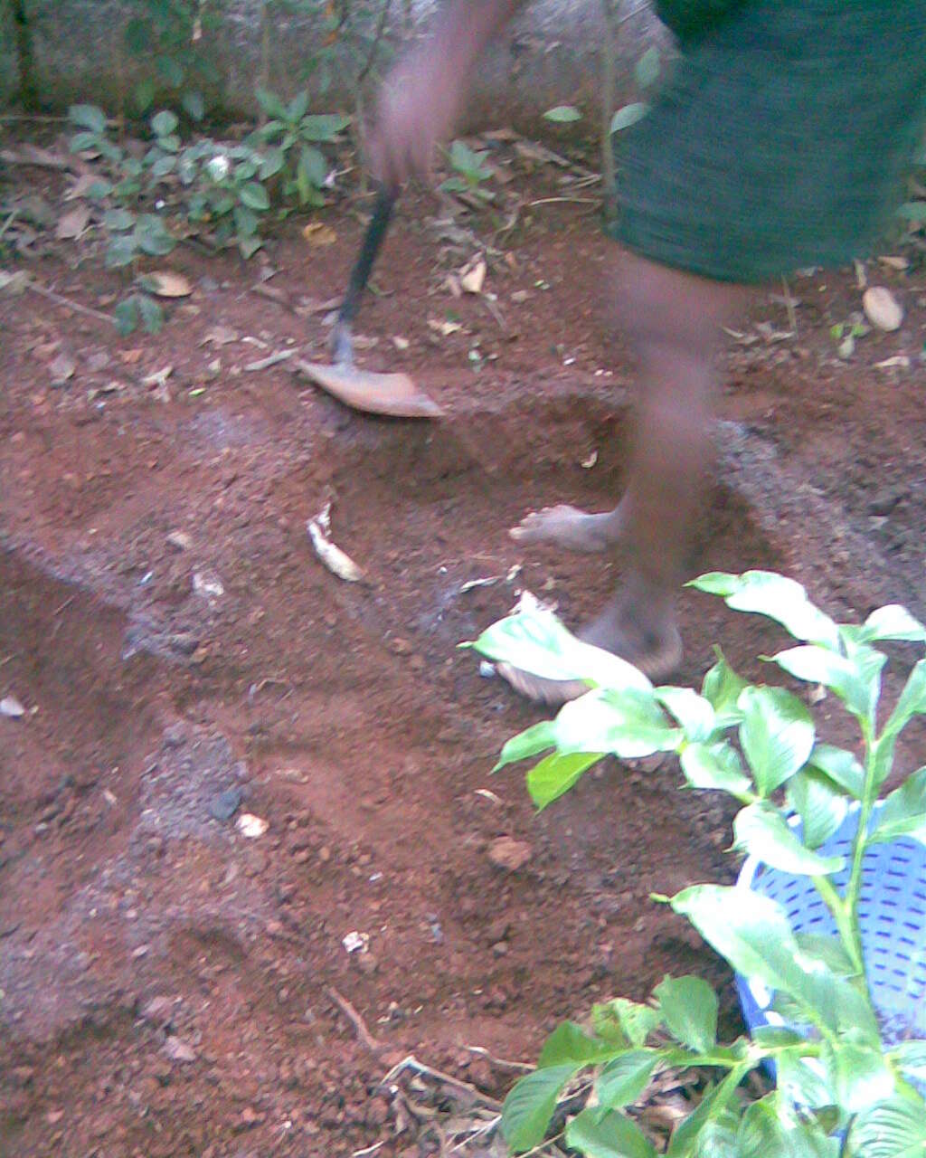 Amorphophallus paeoniifolius (Dennst.) Nicolson resmi