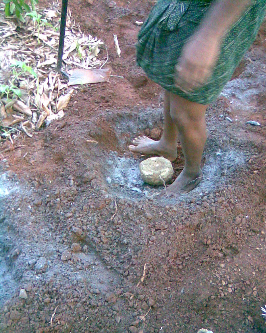 Image of Elephant foot yam