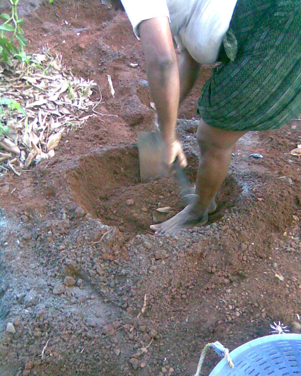 Amorphophallus paeoniifolius (Dennst.) Nicolson resmi