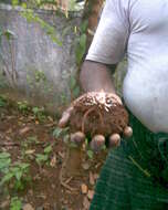 Amorphophallus paeoniifolius (Dennst.) Nicolson resmi