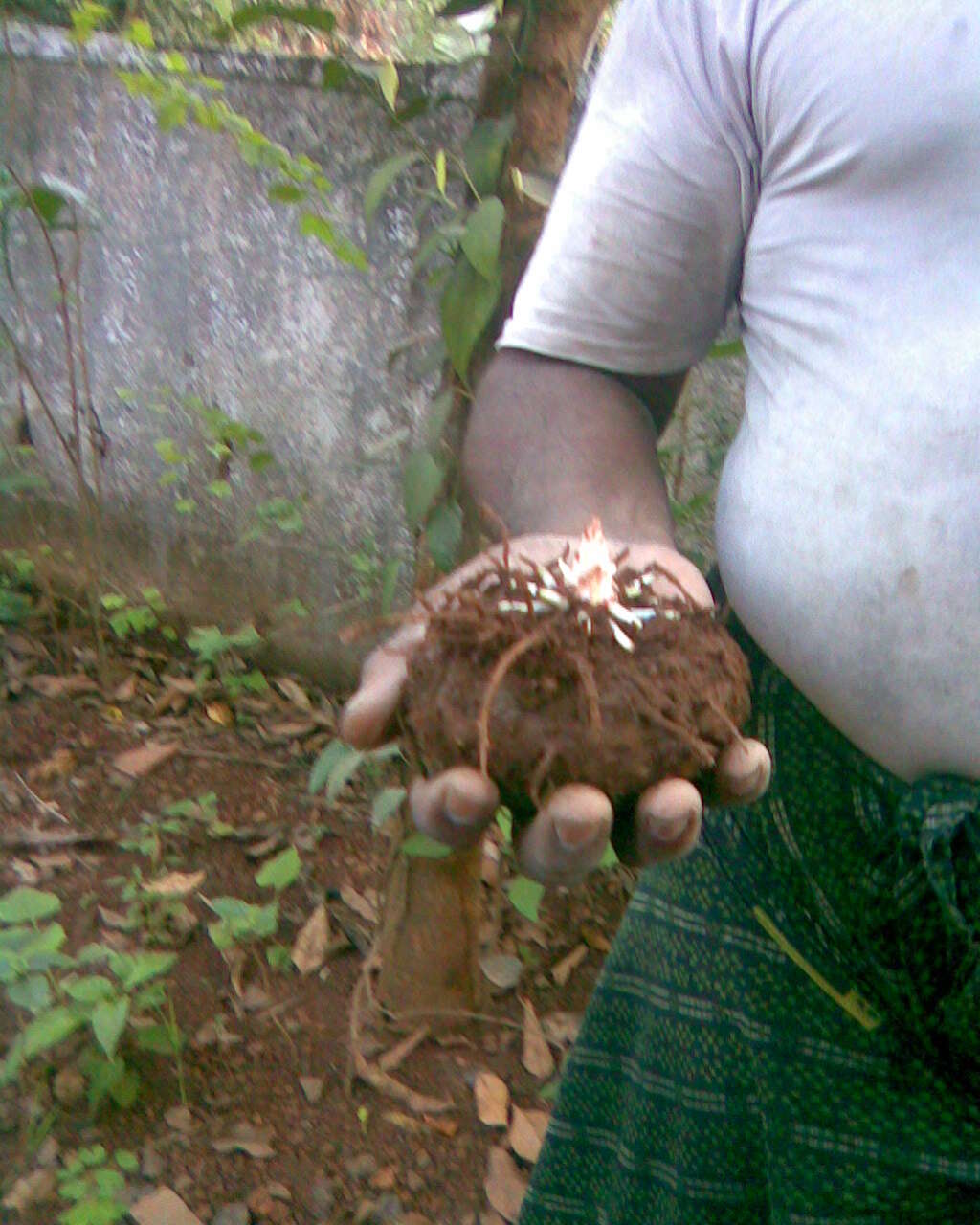 Amorphophallus paeoniifolius (Dennst.) Nicolson resmi