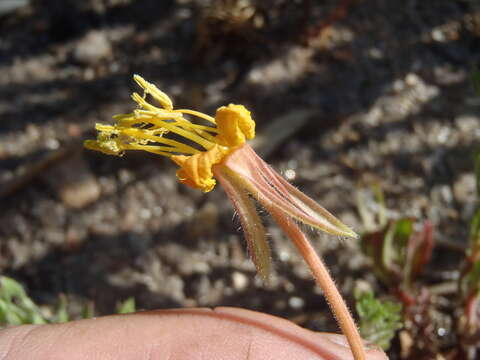 Imagem de Oenothera pubescens Willdenow ex Spreng.